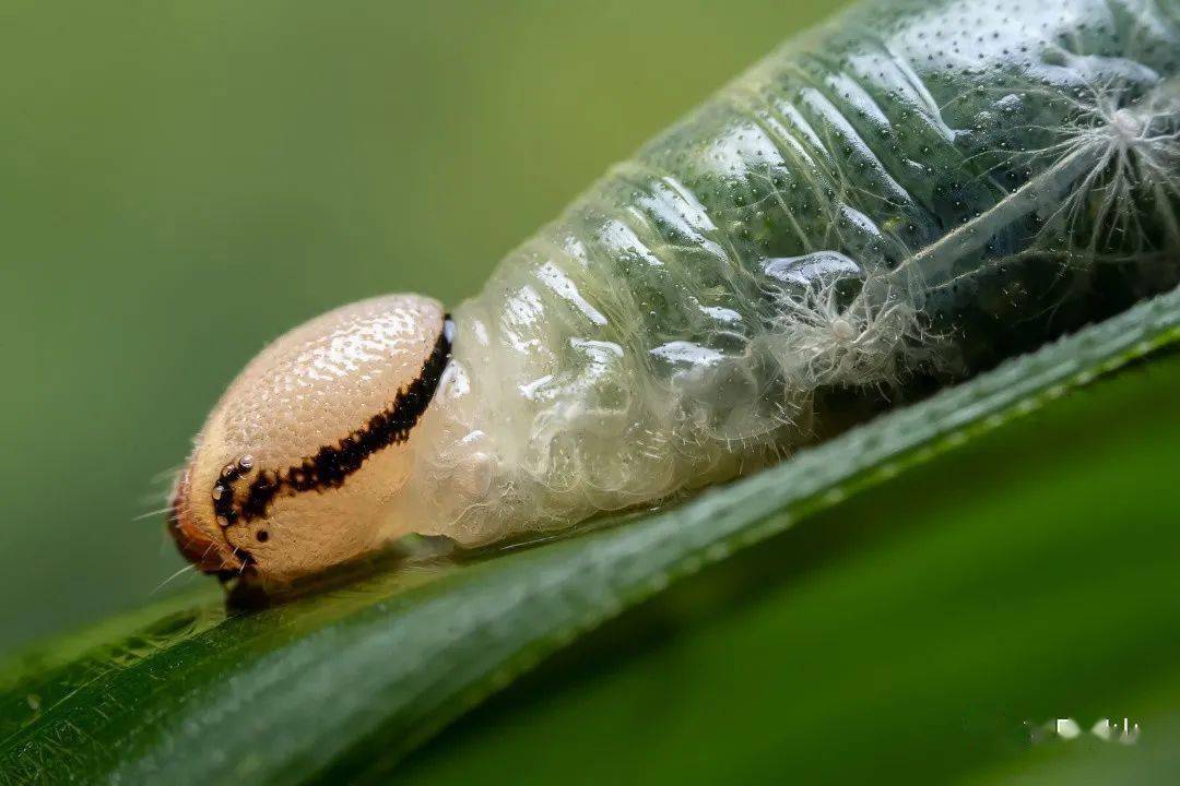 黄腹狭口食蚜蝇图片