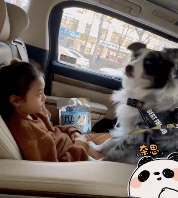 甜馨很喜欢小动物,在《爸爸回来了》中,就养过一只很肥大的兔子,现在