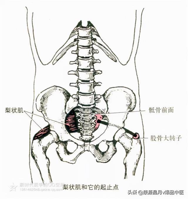 23，髂腰肌部位：腰椎两侧和髂窝内，由腰大肌、髂肌组成。起点：腰大肌