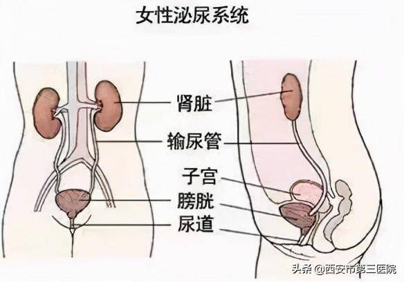 女性健康