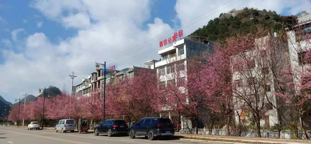 兴义乌沙：冬樱花如约盛开 风景美不胜收