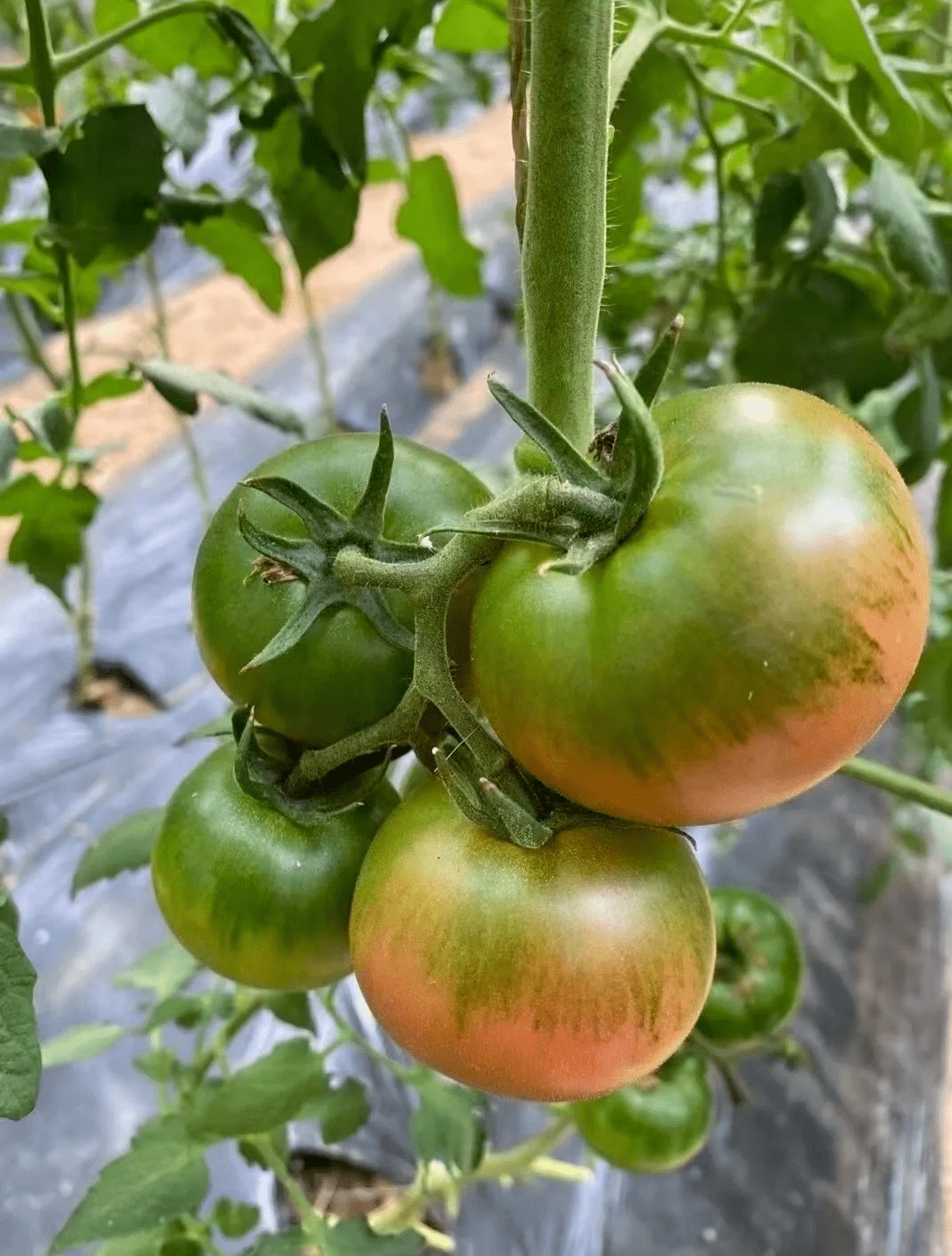 海阳绿腚草莓西红柿,小番茄中的天花板!自然熟,放心吃!4