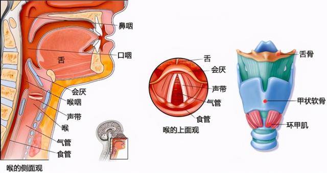 共鳴器官由口腔咽腔鼻腔和胸腔構成信息信息