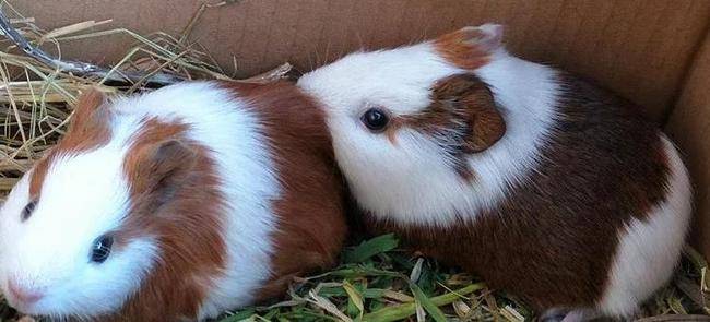 鼠的种类及名称_老鼠_褐家鼠_金丝熊