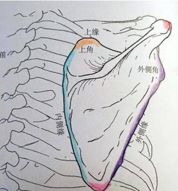 傳說中的蝴蝶肩你有麼你又是否知道什麼是翼狀肩胛骨呢