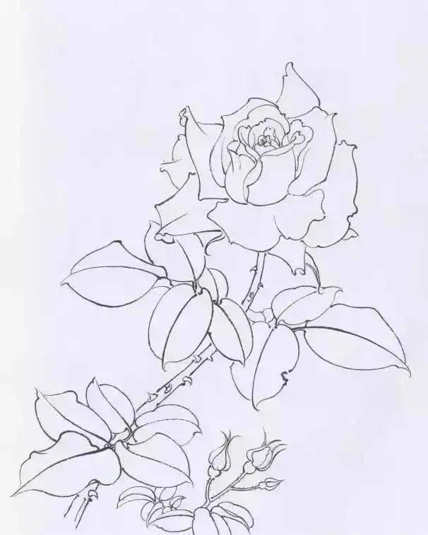 国画工笔画笔法及线条_中锋_笔锋_花卉