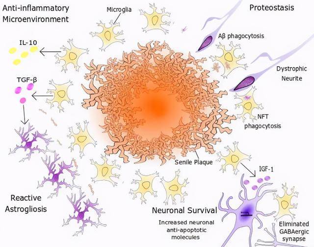 小胶质细胞与星形胶质细胞在神经系统疾病中的角色