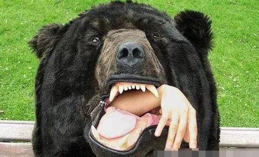 因为帐篷旁赫然是一头又高又壮的成年大黑熊,而这头熊正在撕咬啃食一