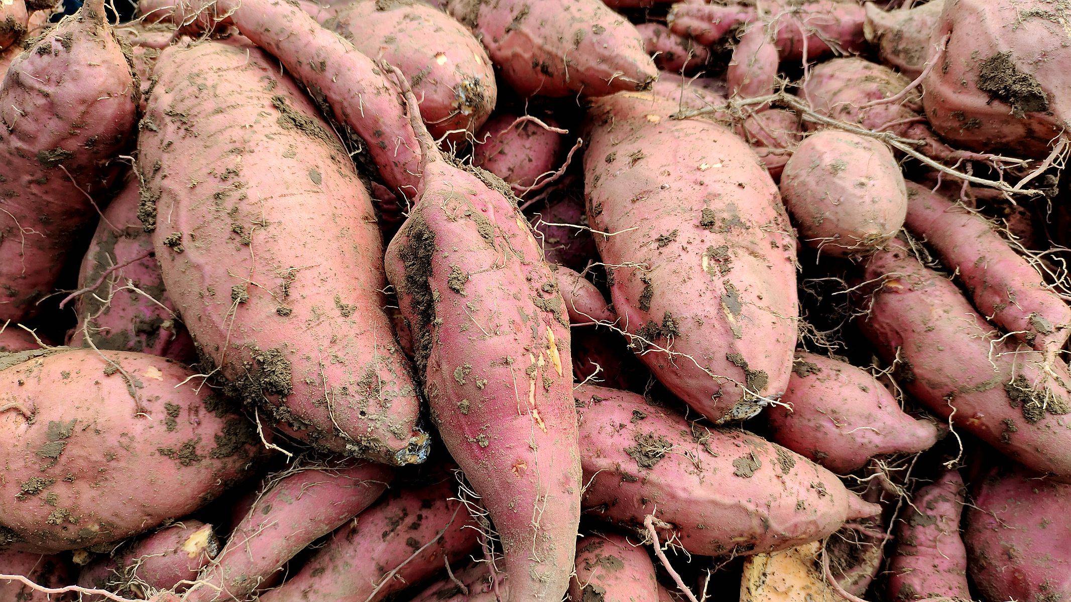 抓钩刨红薯_工作_夫人_种植户