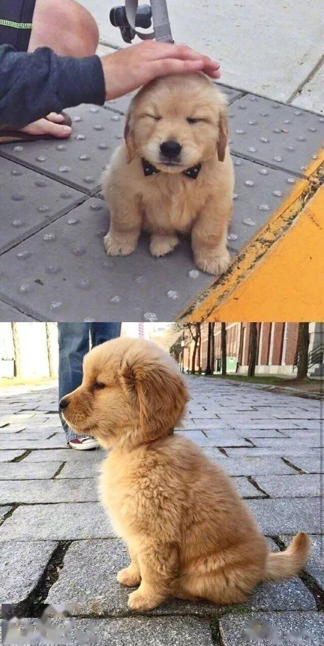 一定要看完这组"傻傻"小金毛,看完,你肯定会感谢我!_工作_刚还_大山