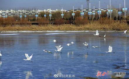 芦苇花|在张掖湿地公园遇见文须雀