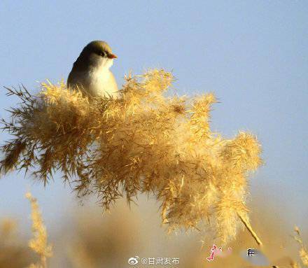 芦苇花|在张掖湿地公园遇见文须雀