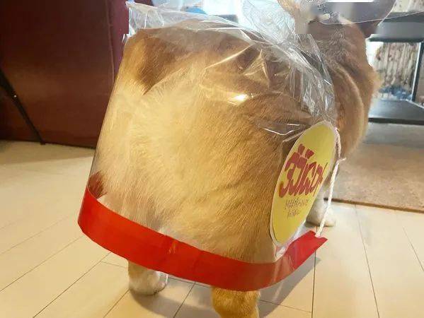 方在“我养的不是柯基,而是会自动翻面的吐司!”