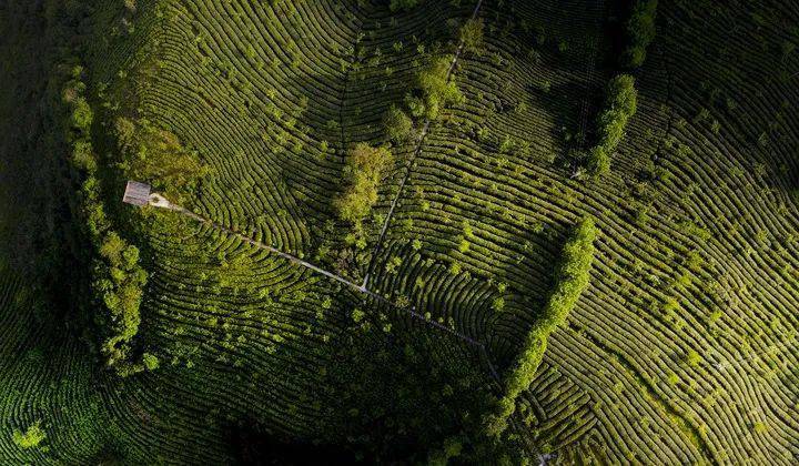 节气|今日冬至：漫漫冬夜，烹雪煎茶，不枉人间百年｜草地·二十四节气