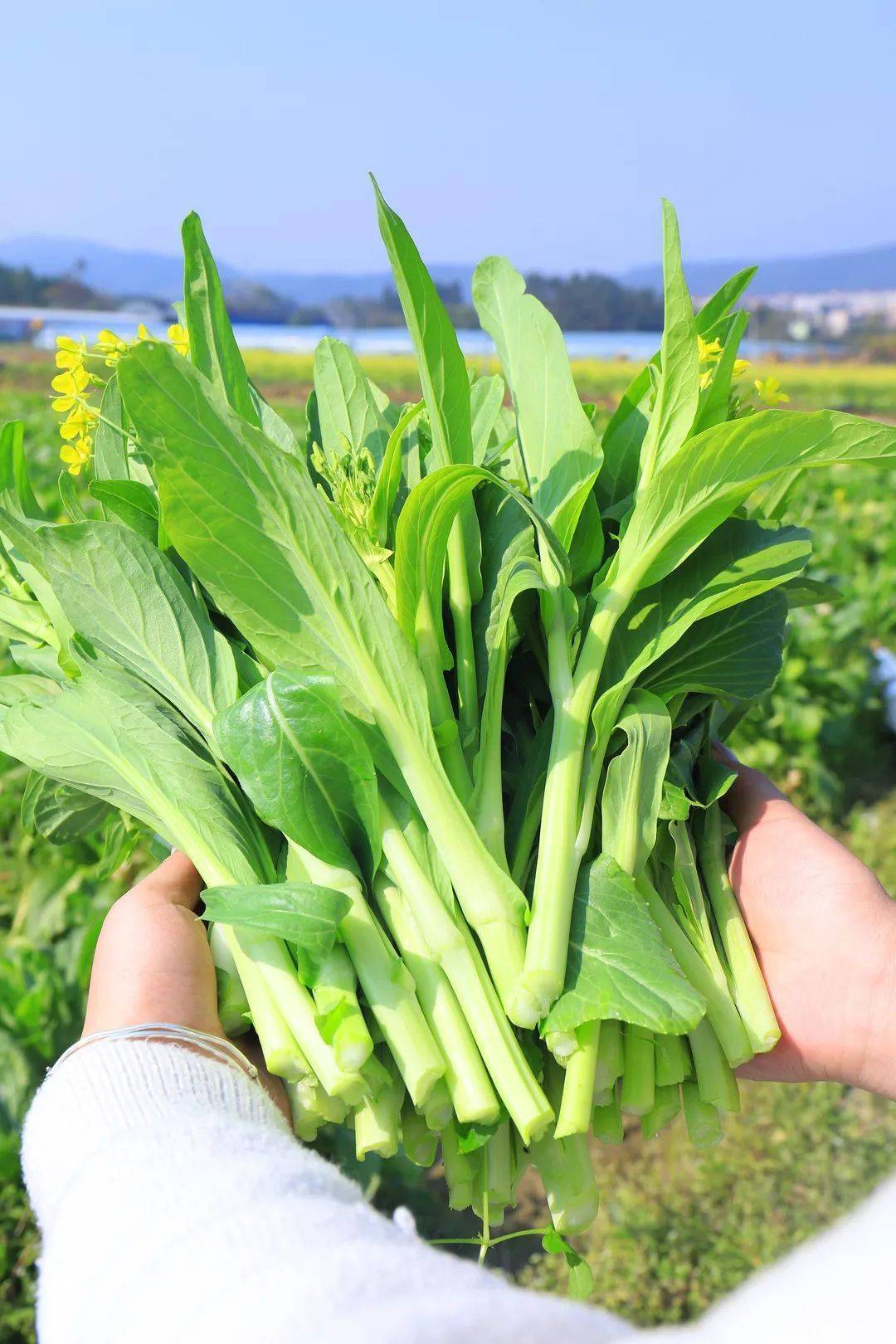 送福利啦1元一斤购菜心活动来了果蔬园直采新鲜送达