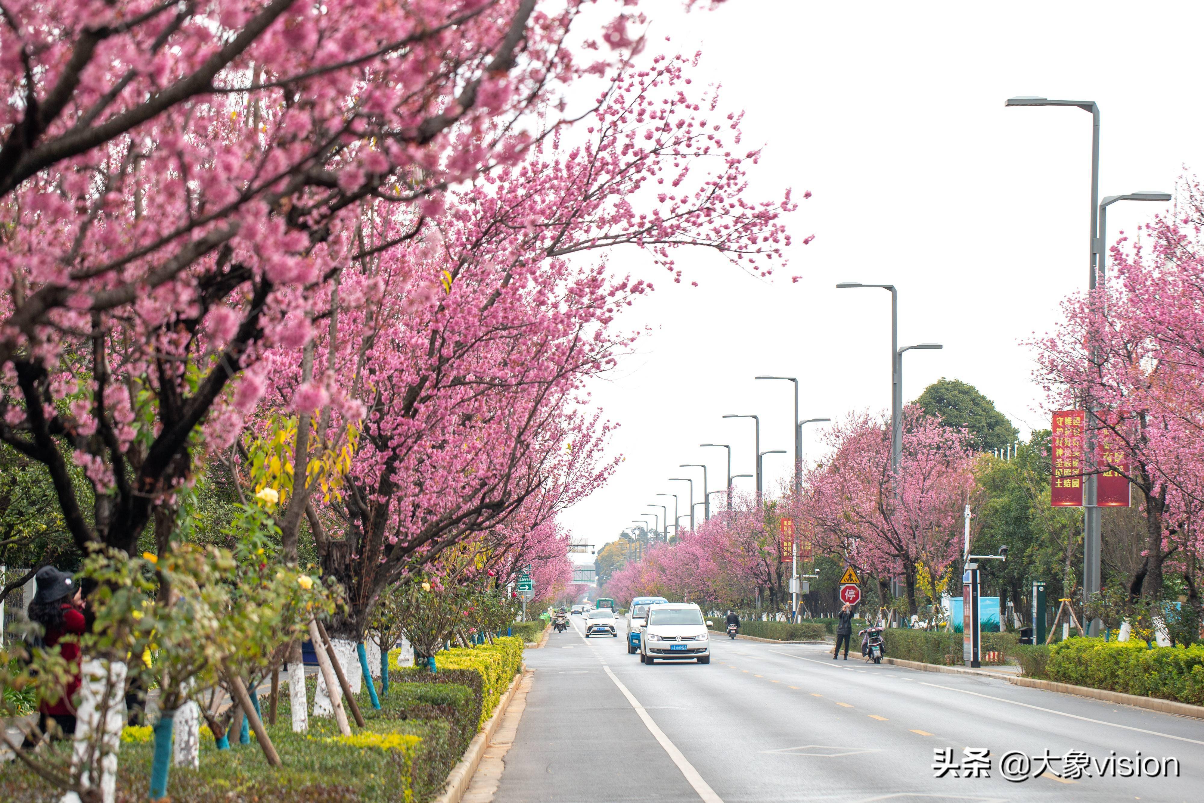 浪漫粉冬来了 昆明红塔西路冬樱花盛放