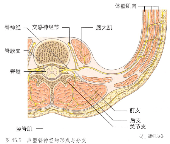解剖丨椎管脊髓神经根
