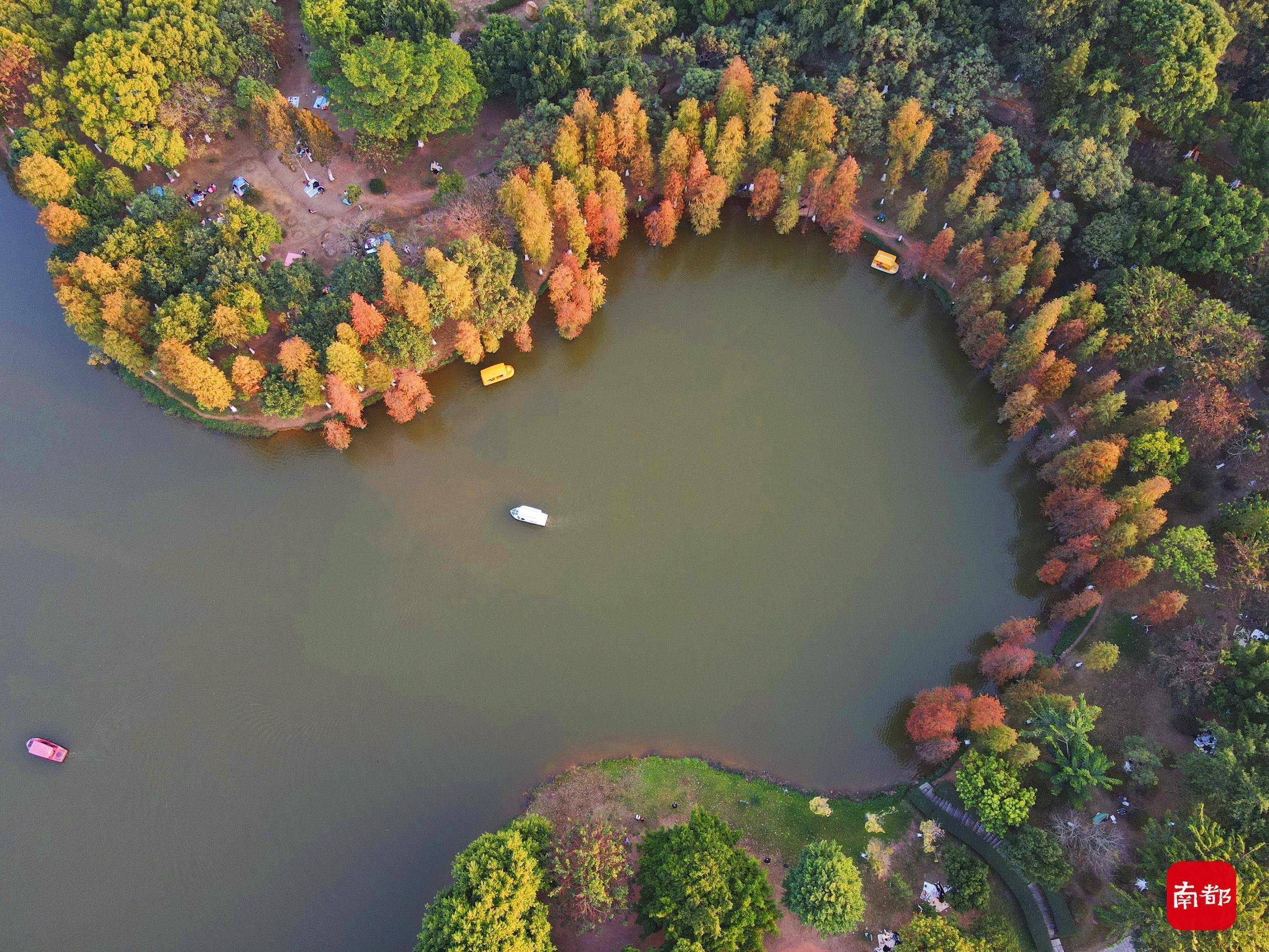 粉色|组图：广东秋色超长待机，近日多地红透，越冷越燃