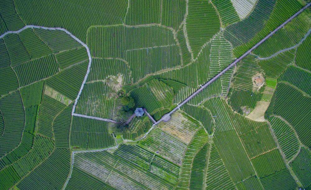 茶叶|一块块金字招牌的背后,竟是……