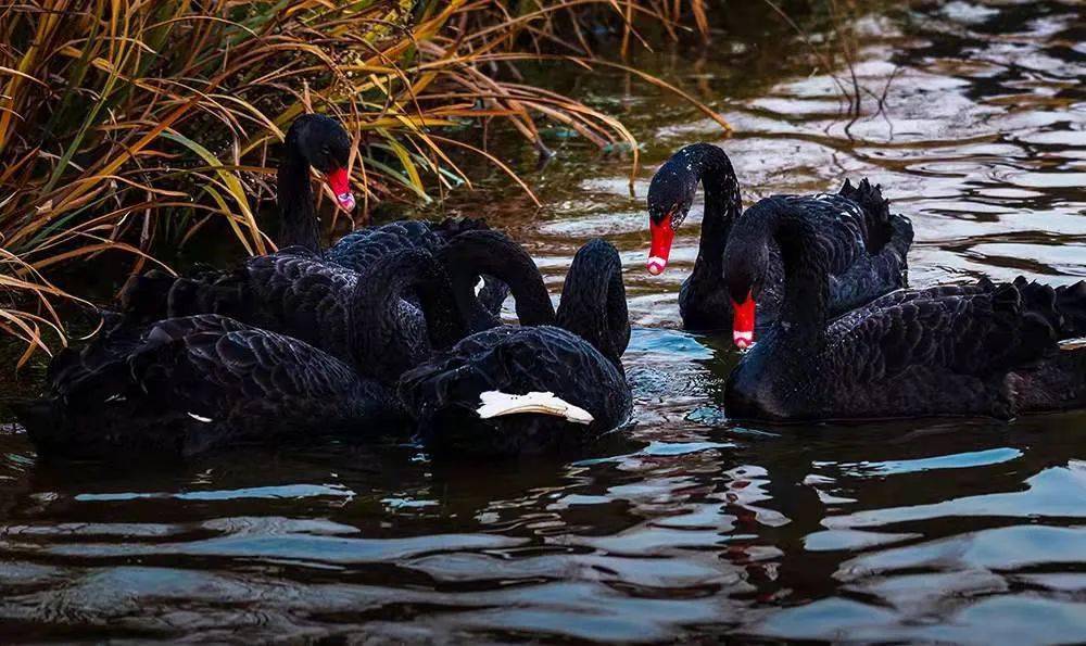 汝州城市中央公园鹳鱼湖里飞来6只黑天鹅！带你“近距离”观赏~