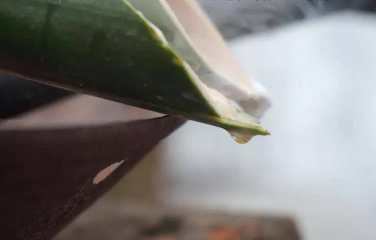 每天学习一味中药竹沥