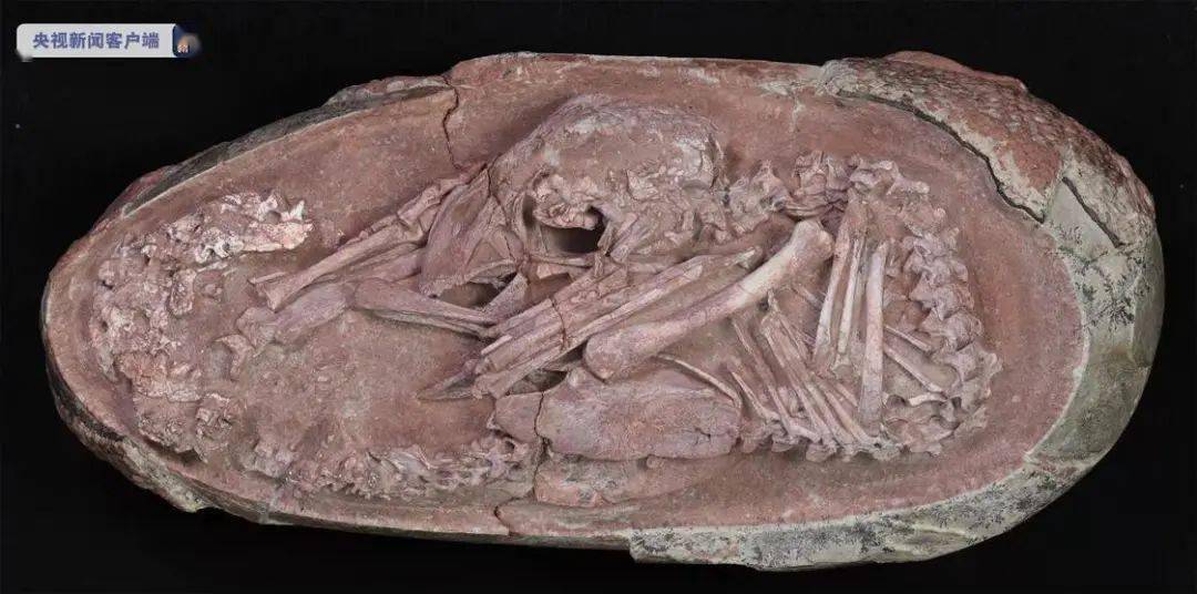 化石|罕见，全球最完整恐龙胚胎亮相福州！成年体竟是是一只“偷蛋”的贼？