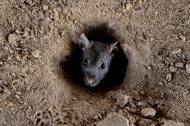 鼠洞也是最容易找到的一种鼠迹