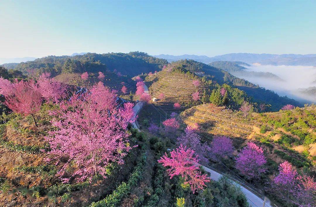 保山| 昌宁:数九寒冬"樱"花美_樱花_地方_冬日
