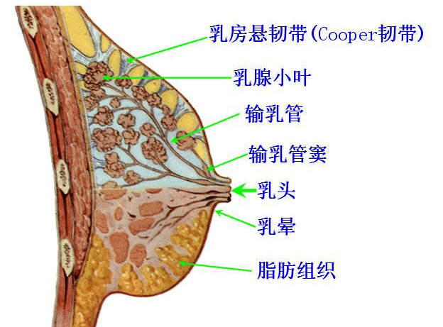 在乳腺结构中