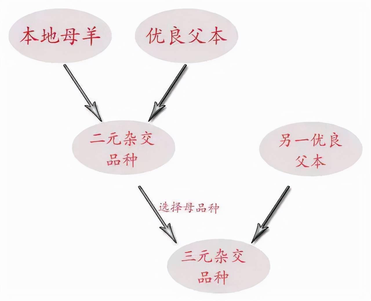 羊的杂交也有这么多学问!二元,三元,四元,级进杂交原来是这样