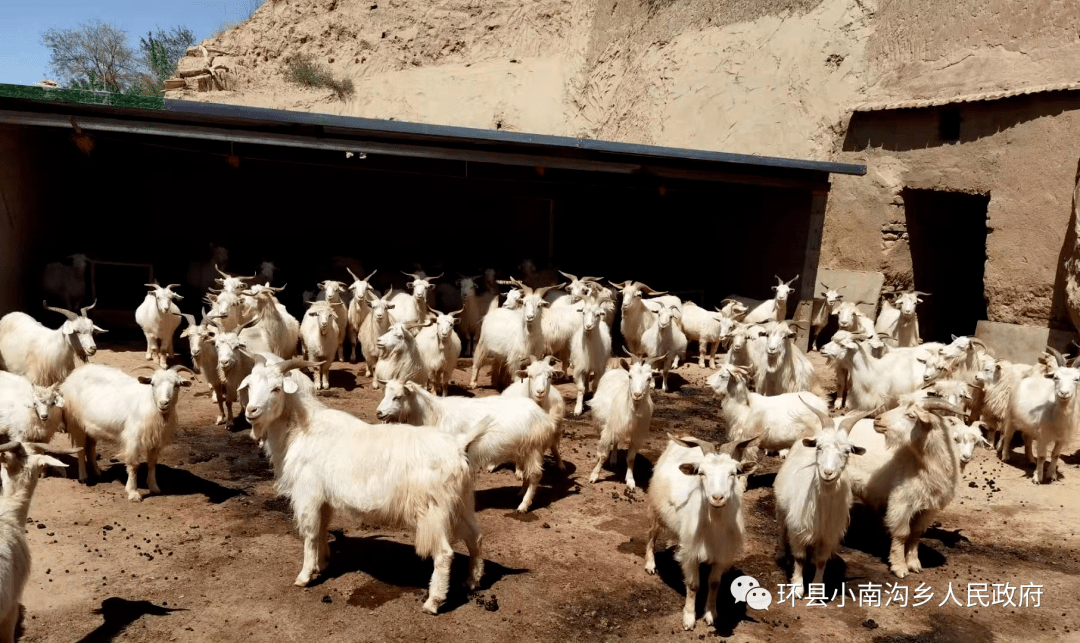 农村羊圈风水位置养羊图片