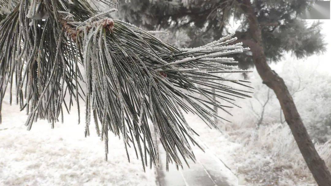 信阳地区|河南多地加入降雪群聊！今天，郑州市区还会下雪吗？！