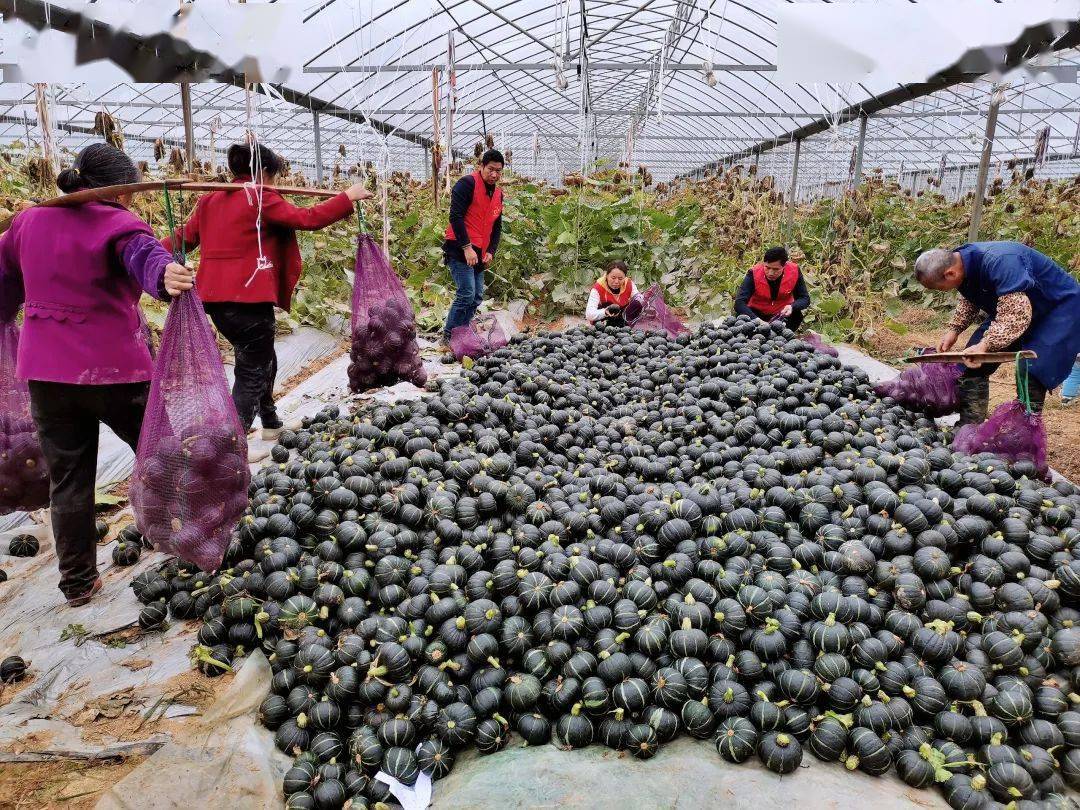 会昌富城乡寨头村150亩贝贝小南瓜迎来大丰收