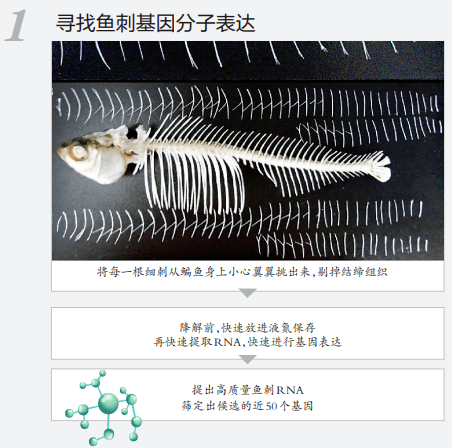 团队|吃鱼不挑刺？高校重大突破！网友有个大胆的想法......