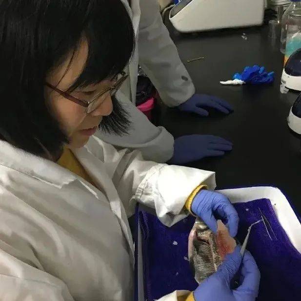 吃鱼不挑刺?吃货们有福了!_鱼刺_基因_团队