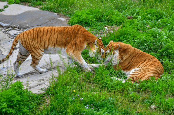 198元暢玩一年來濟南野生動物世界開啟生龍活虎的2022吧