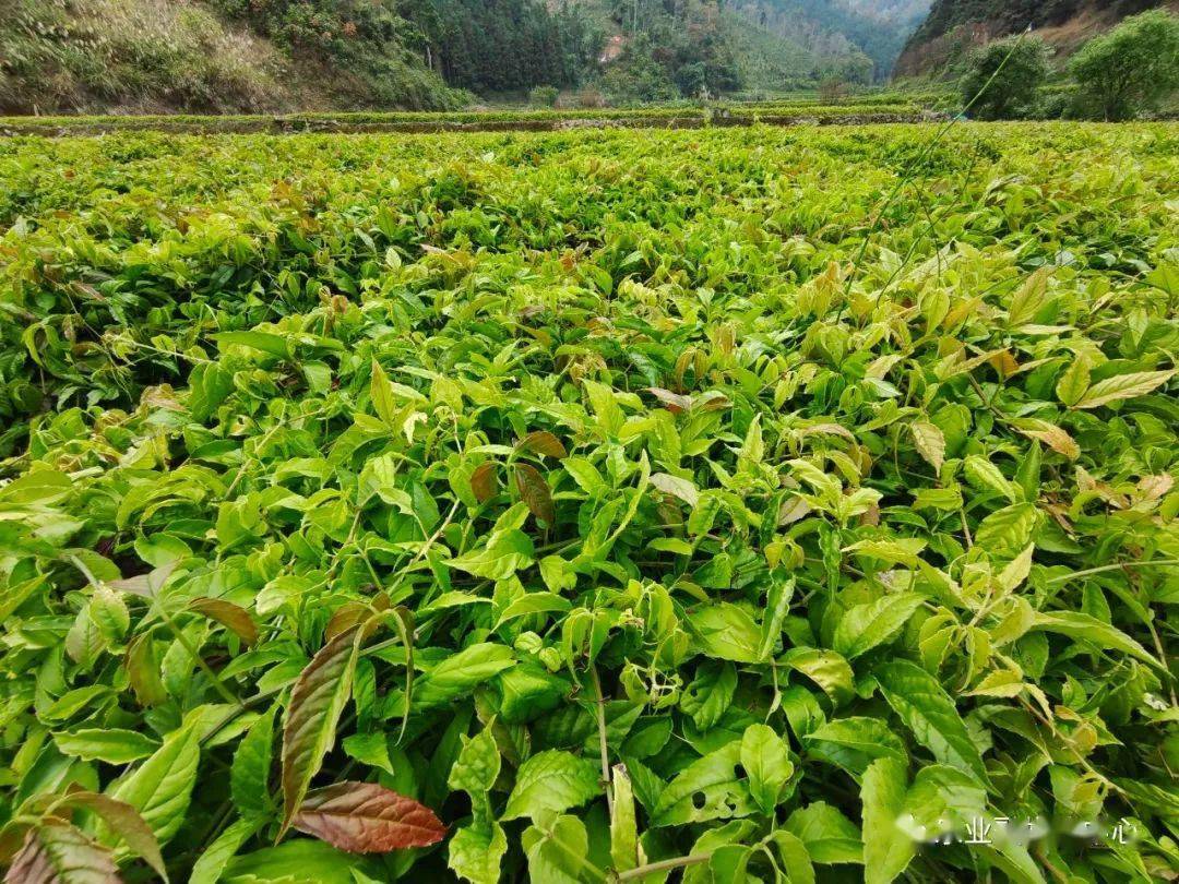 浙江三叶青种植基地图片