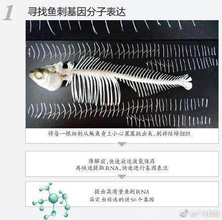 团队|华中农业大学团队找到控制鱼刺的基因，吃鱼不挑刺或成现实？
