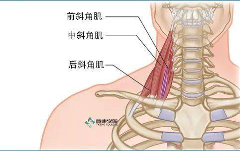 臂叢神經和鎖骨下動脈,靜脈(胸廓出口)通常在前斜角肌和中斜角肌之間