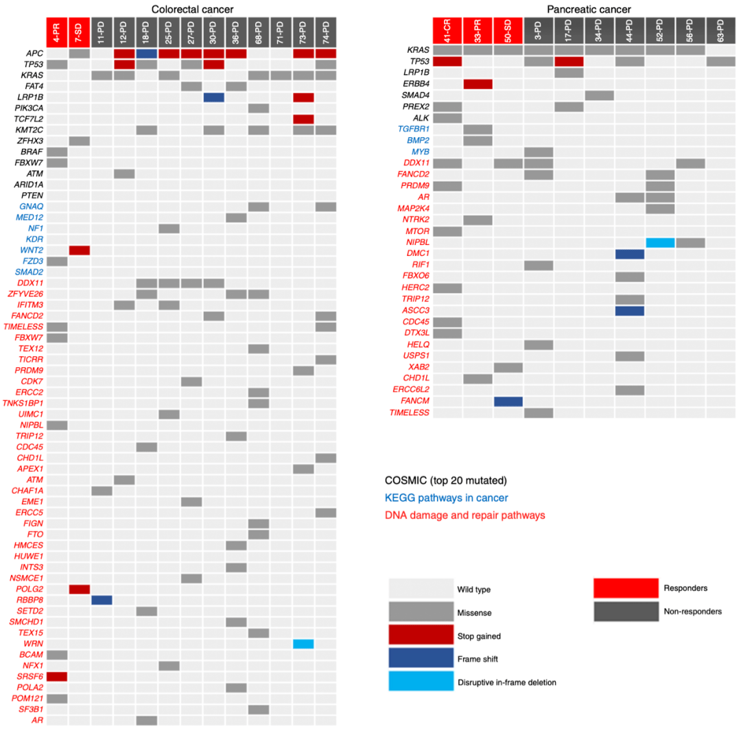 肿瘤|《自然》子刊：放疗+双免疫，难治肿瘤终于松动了