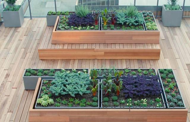 屋顶菜园打造都市农业现实与理想之间的通道