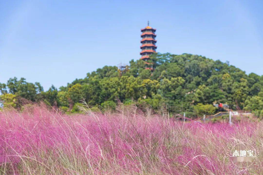 小伙伴|不愁没地方去！光明区游玩好去处盘点来啦！大部分免费