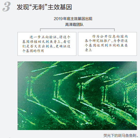 来源|重大突破！以后吃鱼或无需挑刺！吃货们坐不住了…