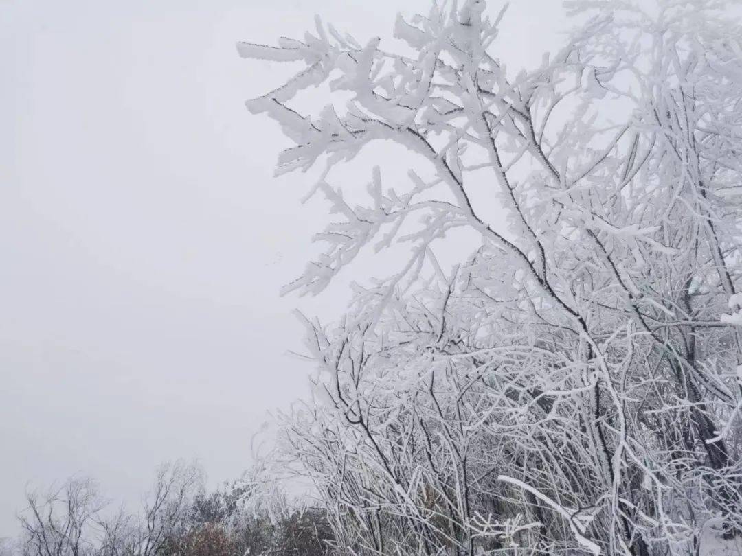 小雨|义乌，下！雪！了！