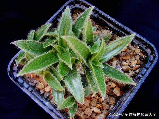 多肉植物也会长毛 天生毛茸茸的品种 银毛冠 修剪 开花 叶片