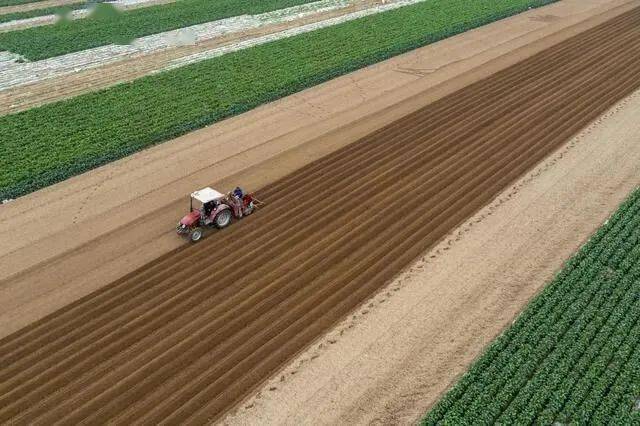 就种什么在孝感市云梦县陈刘村四季长青蔬菜种植专业合作社的田垄里