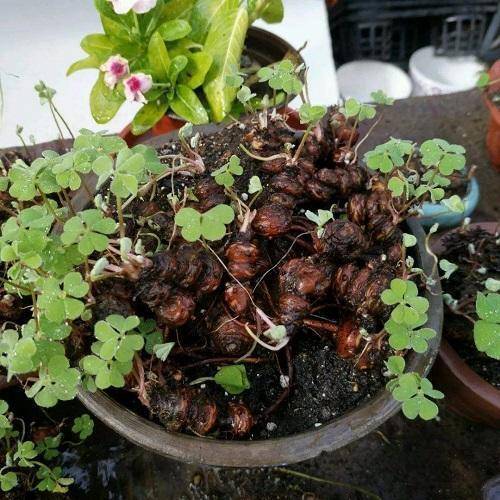 酢浆草也能养成盆景根系提一提养成老桩盆景没问题