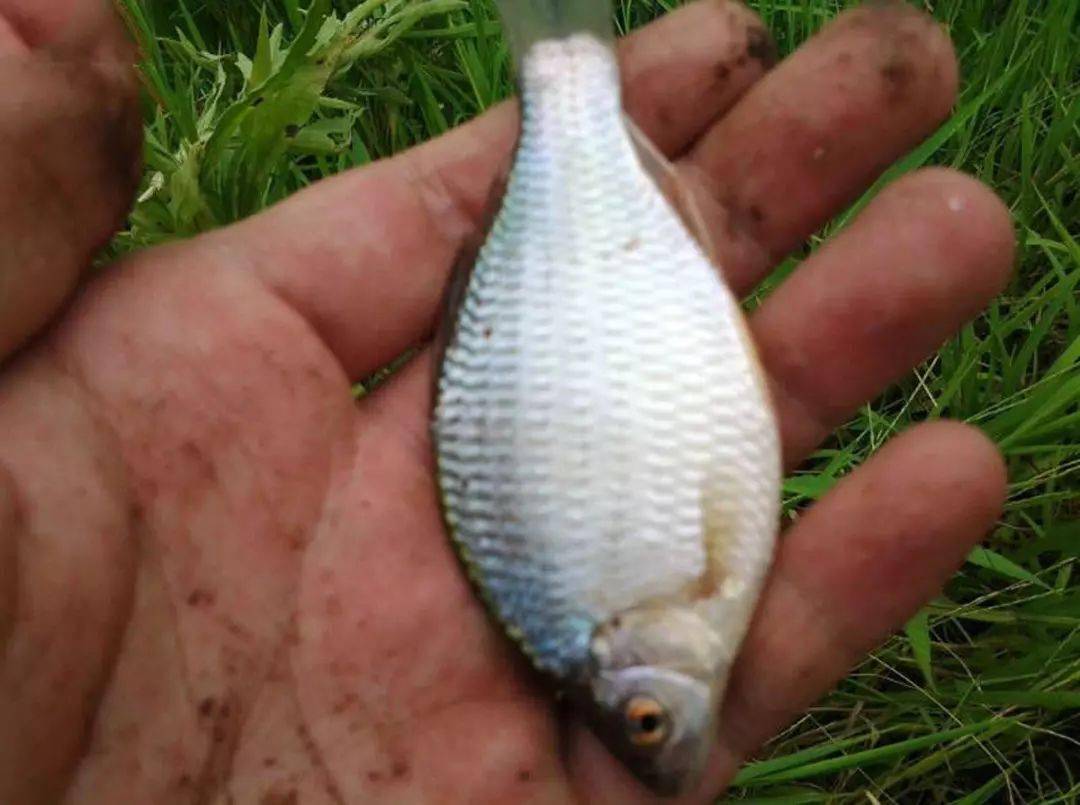 此魚有個不雅的外號屎廣皮想一飽口福市場上還買不到