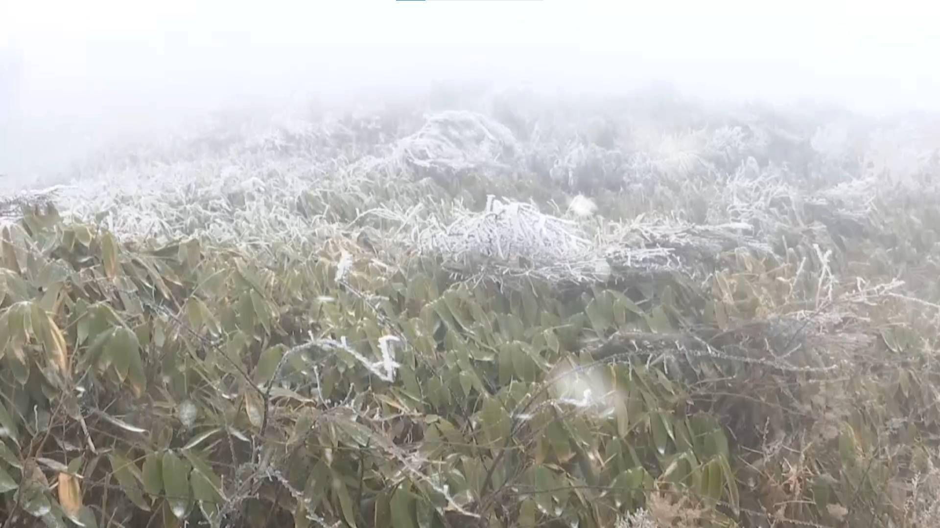 非法|寒潮来袭 重庆黔江山区现壮丽雾凇景观