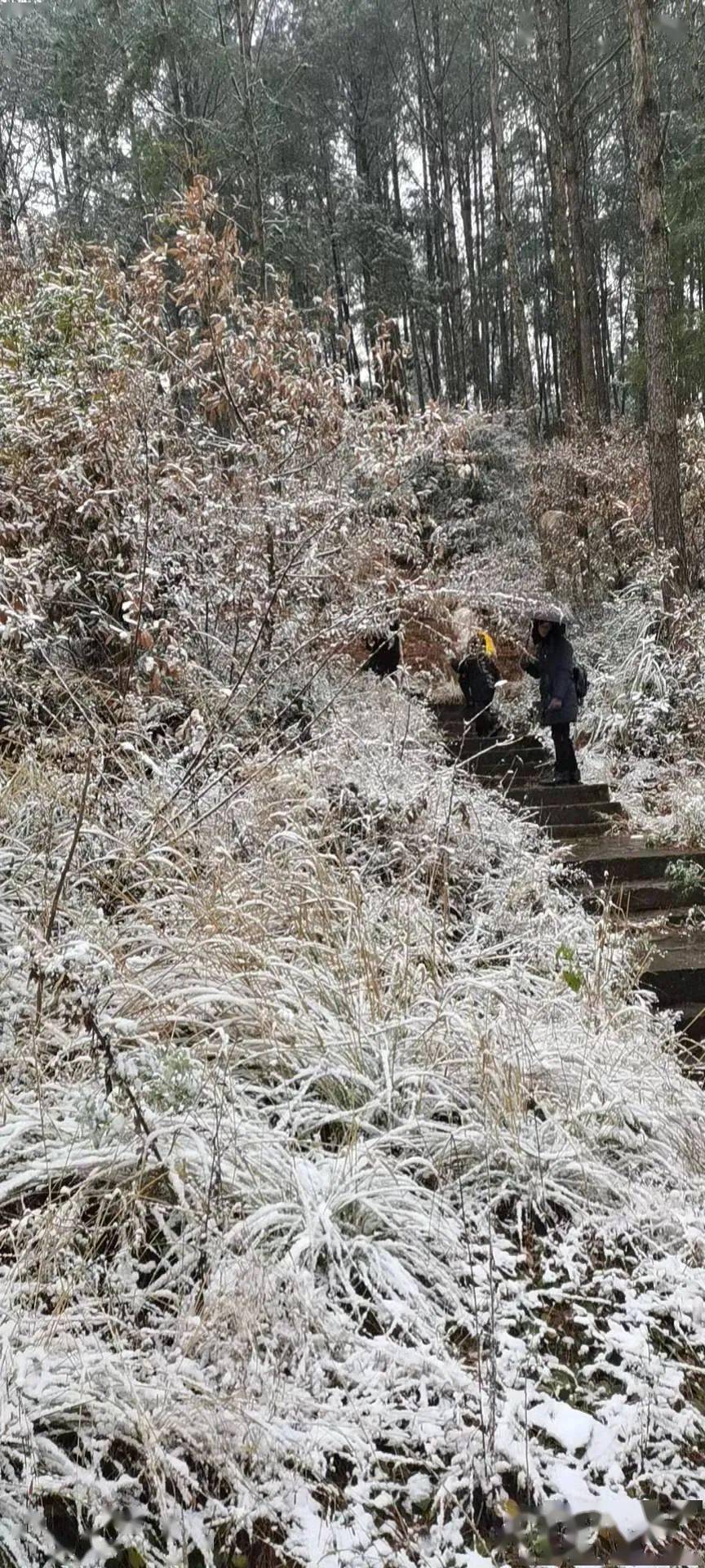 下雪啦!达州凤凰山雪景美爆了._来源_图片_视频